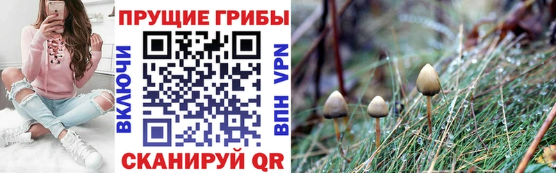 Галлюциногенные грибы MAGIC MUSHROOMS  Купить где  Гвардейск 